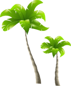 Palm trees